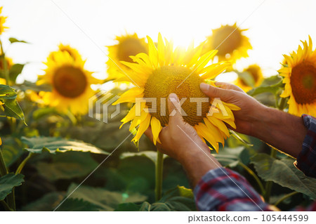 Farmer in the sunflower field. Farmer's hand touches blooming sunflower. Business, harvesting. 105444599