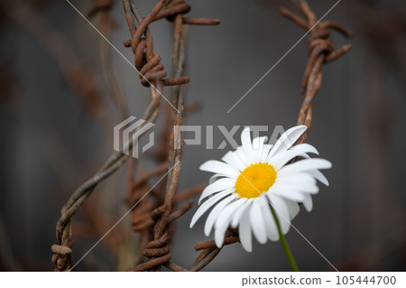 Chamomile flower and rusty iron wire, symbol of armistice during war, prison, captivity, salvation and freedom. Peace, hope and love concept 105444700