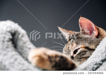 Close-up of the muzzle of a striped cat with a mysterious look. The cat comes up with how to naughty the owners. Close-up of the muzzle of a striped cat with a mysterious look. The cat comes up with how to naughty the owners. 105444866