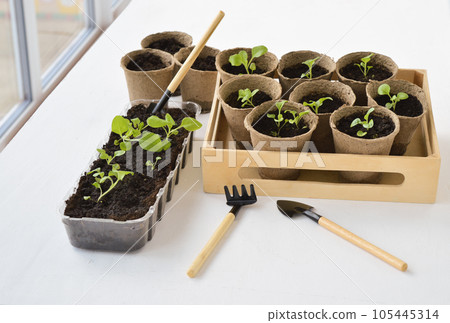 Seedlings of petunia plants in small pots on a table on a spacious balcony in spring. Gardening, flowers, hobby. 105445314