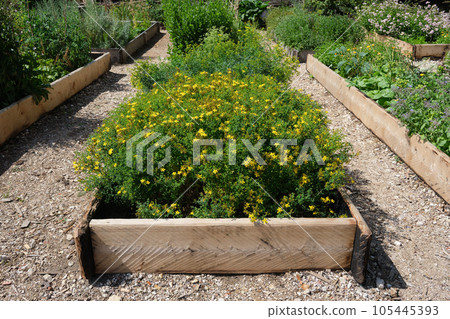 Healthy herb - Hypericum - St Johns wort plants in a garden bed. Blooming tutsan medicinal plant in apothecary garden. Alternative herbal medicine. 105445393