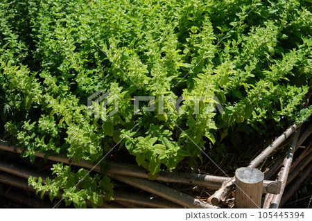Healthy lemon balm in apothecary garden. Melissa officinalis or balm mint medicinal plant. Alternative herbal medicine. 105445394