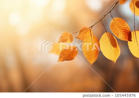 Autumn colorful leaves on the branch. Fall background. 105445976