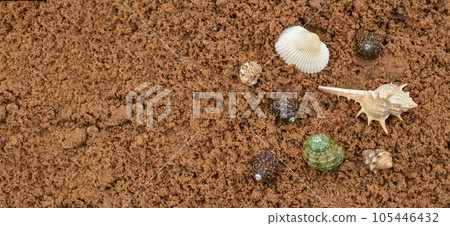 Seashells lies on brown sand , a wide banner, a natural background, a concept of a summer vacation 105446432