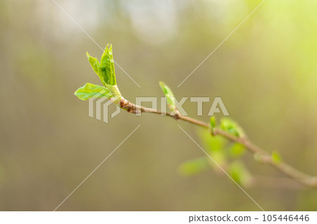 Spring forest with tree branches and young leaves on a blurred background on a sunny day Spring forest with tree branches and young leaves on a blurred background on a sunny day 105446446