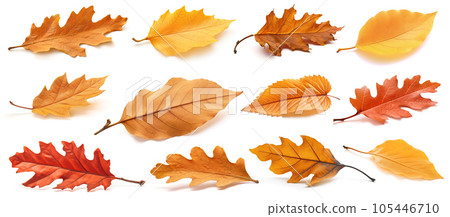 Dry brown autumn leaves. Collection of generative AI illustrations isolated on white background 105446710