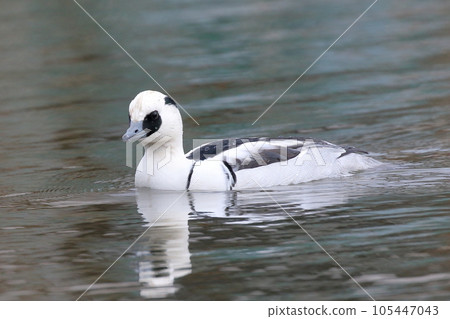 Mikoaisa floating in the park pond 105447043