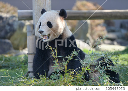 Eihama looks satisfied with the delicious bamboo 105447053