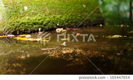 青蛙在水面上降溫 105447054