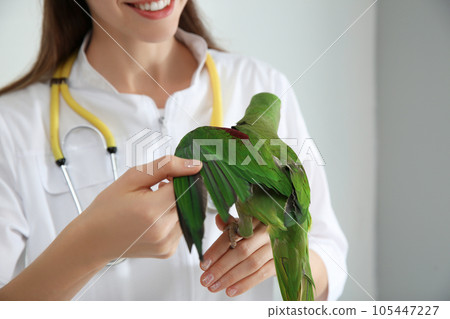 Veterinarian examining Alexandrine parakeet in clinic, closeup Veterinarian examining Alexandrine parakeet in clinic, closeup 105447227
