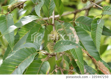 橡木的果實 105447250