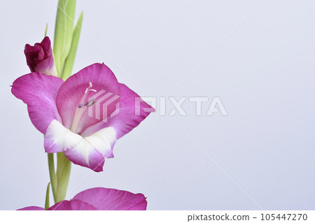 Gladiolus 105447270