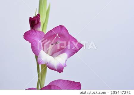 Gladiolus 105447271
