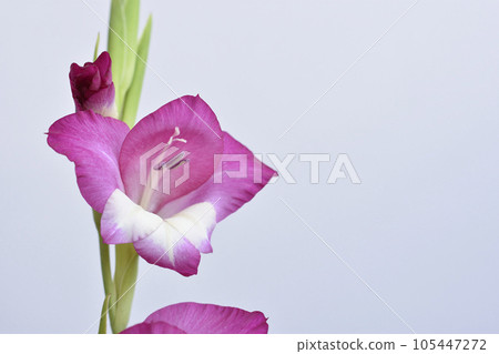 Gladiolus Gladiolus 105447272