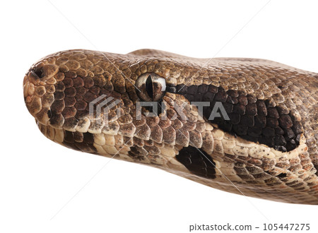 Brown boa constrictor on white background, closeup Brown boa constrictor on white background, closeup 105447275