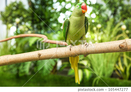 Beautiful Alexandrine Parakeet on tree branch outdoors Beautiful Alexandrine Parakeet on tree branch outdoors 105447277