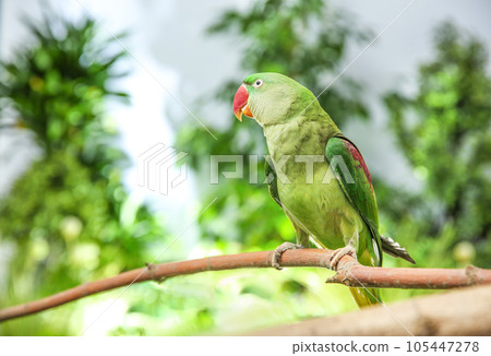 Beautiful Alexandrine Parakeet on tree branch outdoors 105447278