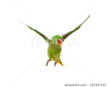 Beautiful Alexandrine parakeet flying isolated on white 105447281