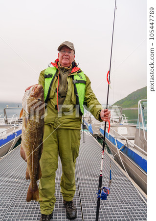Fisherman holding a huge fish Cod. Norway Fishing tourism. Senior fisherman in ocean, fjord fishing. 105447789