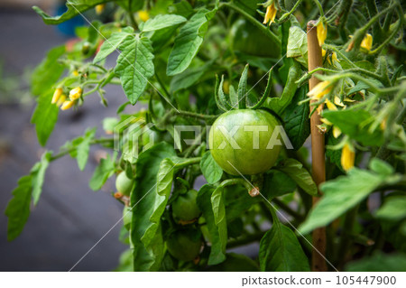 Green, organic tomatoes on tomato bushes in the garden Green, organic tomatoes on tomato bushes in the garden 105447900
