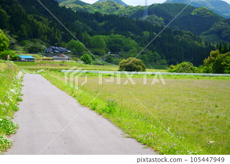 荷花盛開的靜謐時光 105447949