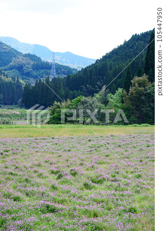 Renge flowers spreading in Satoyama 105447950