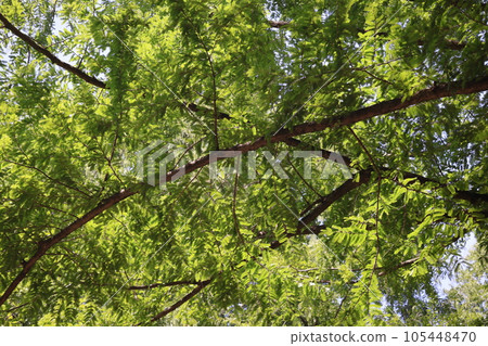 Scenery of Metasequoia tree branches with fresh green leaves 105448470