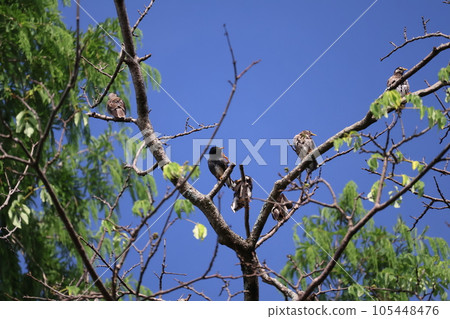 Landscape with blue sky and green leaves and many starlings perched on the branches of the tree 105448476
