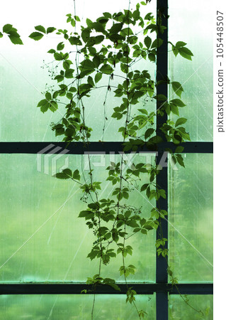 climbing plant on a green background, vertical photo. The picture was taken in a street gazebo next to the Limonarium, the largest botanical garden in Russia. City of Ufa, Bashkiria climbing plant on a green background, vertical photo. The picture was taken in a street gazebo next to the Limonarium, the largest botanical garden in Russia. City of Ufa, Bashkiria 105448507