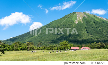 在大山吃草的奶牛（大山牧場牛奶村附近） 105448726