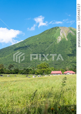 在大山吃草的奶牛（大山牧場牛奶村附近） 105448727