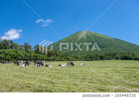 在大山吃草的奶牛(大山牧場牛奶村附近) 在大山吃草的奶牛(大山牧場牛奶村附近) 105448728