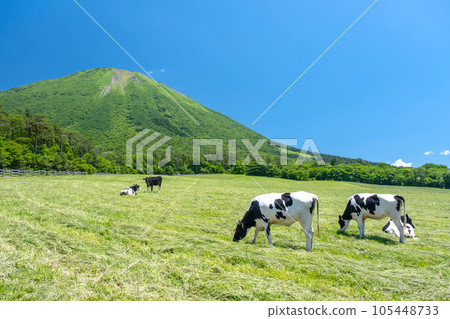 在大山吃草的奶牛（大山牧場牛奶村附近） 105448733