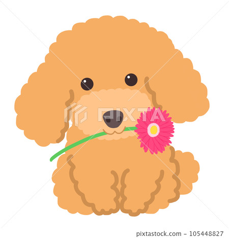 玩具貴賓犬與粉紅色非洲菊 玩具貴賓犬與粉紅色非洲菊 105448827