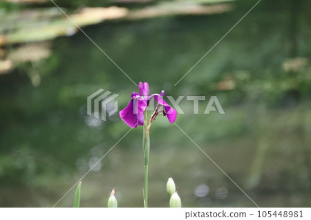 Scenery of a single flower of purple flowers 105448981