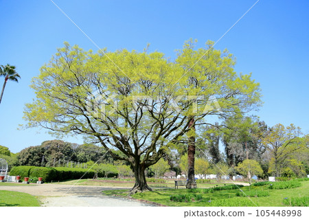 young leaves of hackberry 105448998