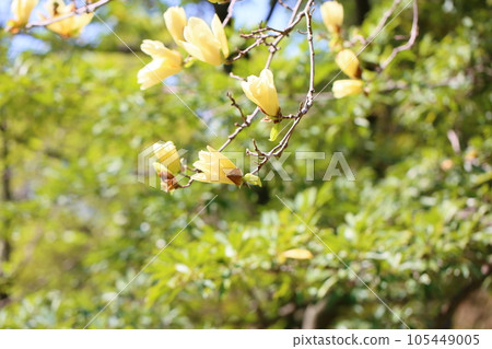 Kivana玉蘭花 Kivana玉蘭花 105449005