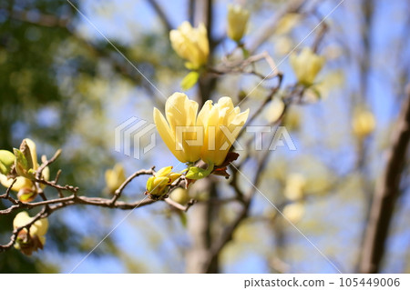 Flower of Kivana magnolia Flower of Kivana magnolia 105449006