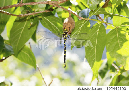 Milnyyama Milnyyama 105449100