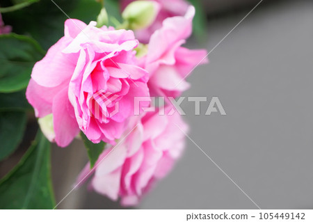 Potted impatiens blooming in the garden Potted impatiens blooming in the garden 105449142