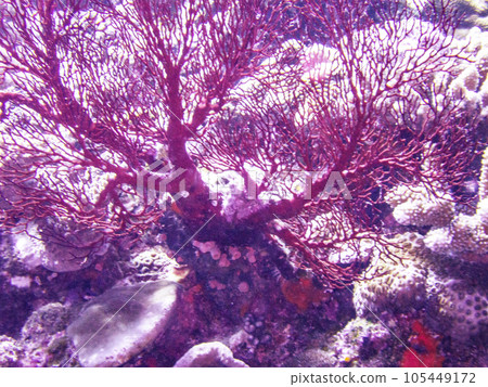 座間味島六番崎的磯花家 105449172