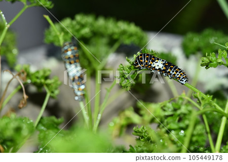 吃歐芹的鳳蝶瑪卡翁第四齡幼蟲 105449178