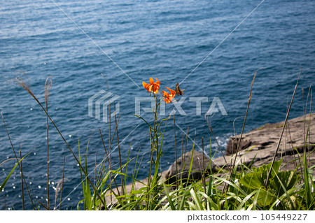 夏季日本海盛開的虎百合和蝴蝶 105449227
