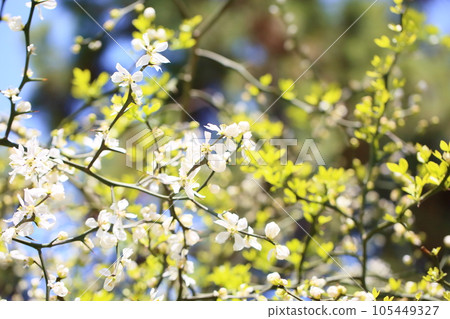 Karatachi flower 105449327