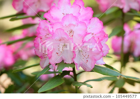 杜鵑花 105449577