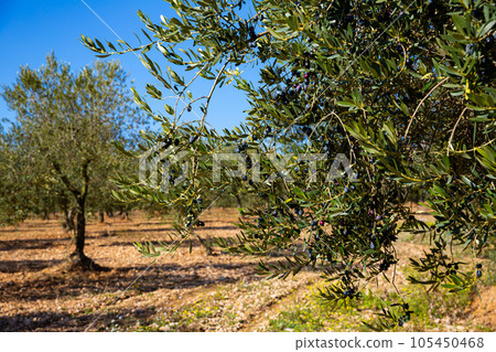 Ripe black olives on tree branches Ripe black olives on tree branches 105450468