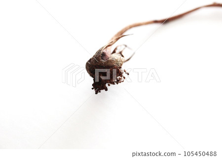 The life of a rose that leaves a mysterious formative beauty after the flower has finished The life of a rose that leaves a mysterious formative beauty after the flower has finished 105450488