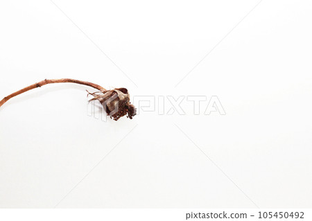 玫瑰的生命,在花謝後留下神秘的造型之美 玫瑰的生命,在花謝後留下神秘的造型之美 105450492