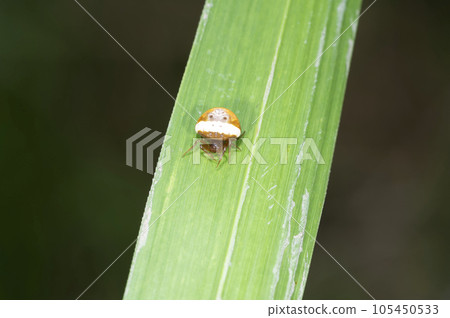 Otorino Fundamasi 105450533