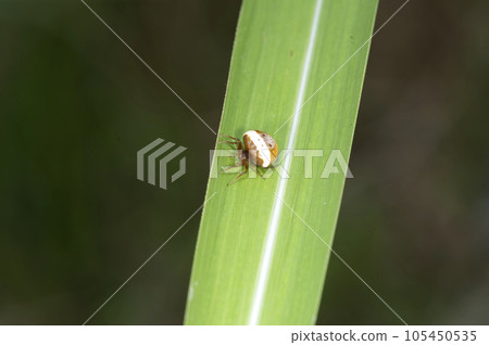 Otorino Fundamasi 105450535